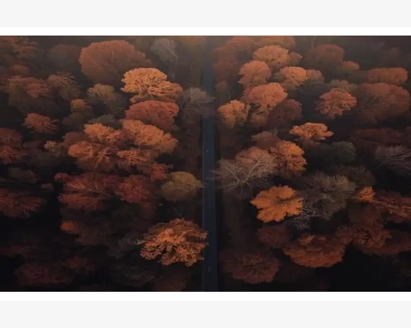 参脉饮对脾胃虚寒的调理作用探讨